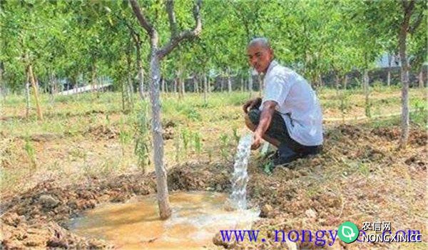 枣树浇水时间