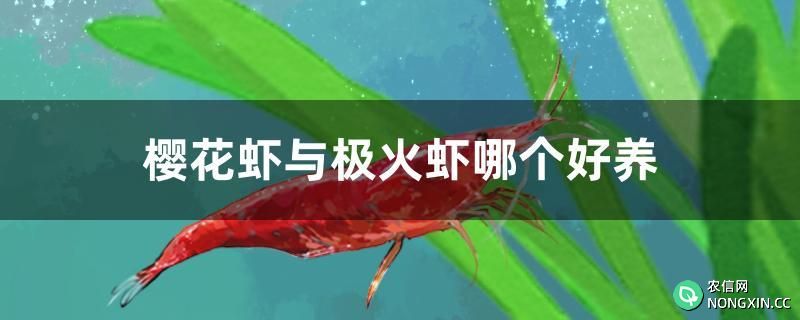 樱花虾与极火虾哪个好养