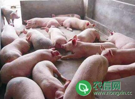 猪不吃食的五种原因，猪不吃食的快速处理方法