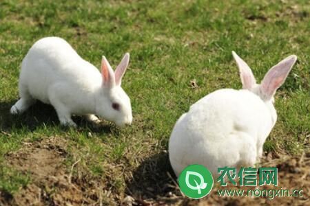 杭州某养兔中心獭兔场试用的全价饲料配方
