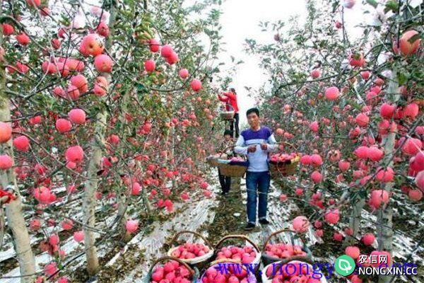 苹果亩产量一般多少斤