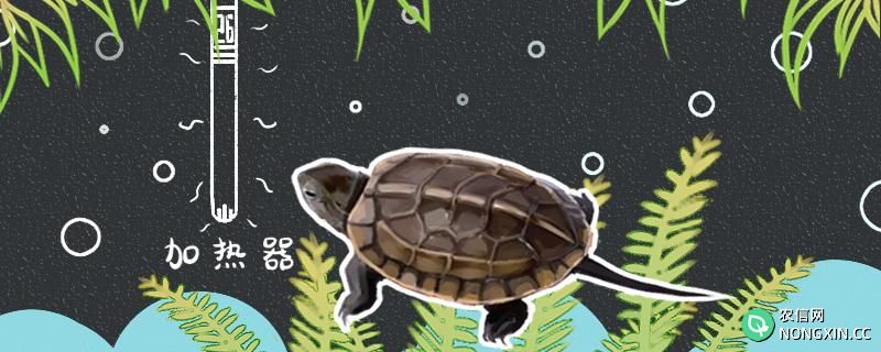 乌龟在零下几度会被冻死
