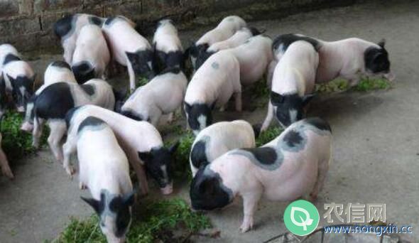 养殖巴马香猪的注意事项有哪些