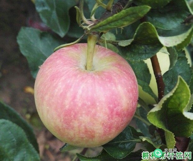双阳红苹果品种好不好