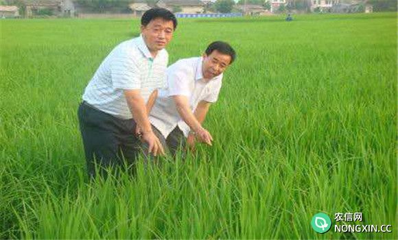 水稻施肥技术
