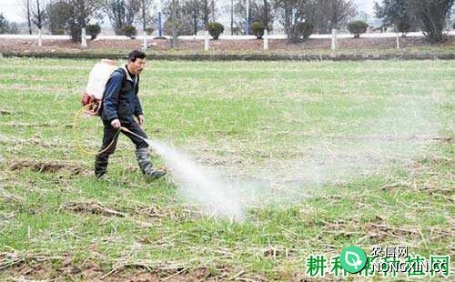 春季麦田使用除草剂有什么缺点
