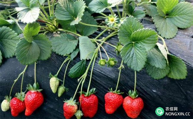 高产的草莓品种有哪些