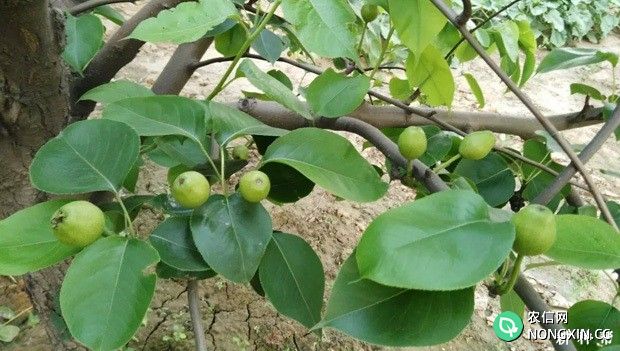 梨树叶片生长有什么特点