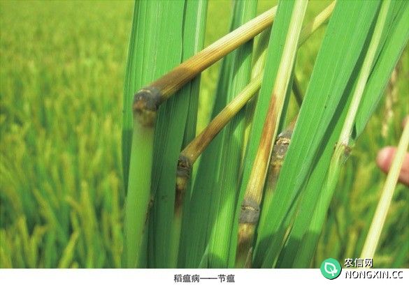 水稻稻瘟病如何防治水稻稻瘟病特效药有哪些