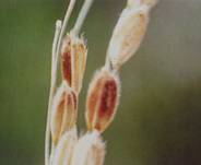 水稻稻瘟病如何防治水稻稻瘟病特效药有哪些
