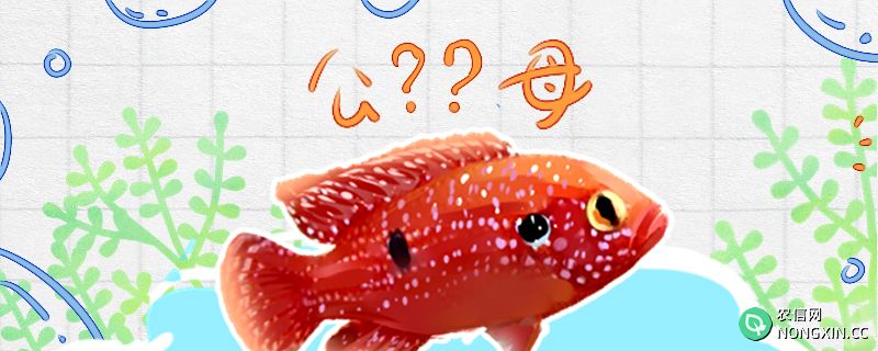 红宝石鱼怎么分公母，公母能一起养吗