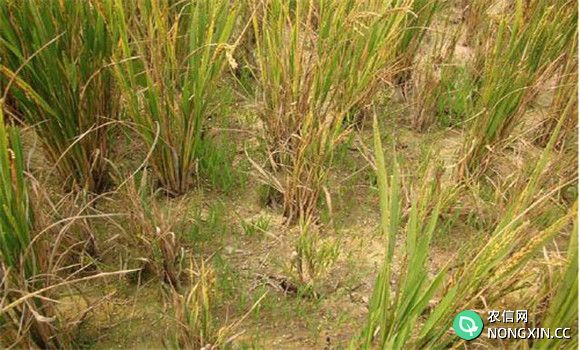 水稻黑条矮缩病农业防治方法