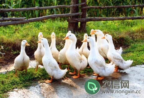 鸭子一般多长时间出栏，吃鸭子为什么避开换毛期