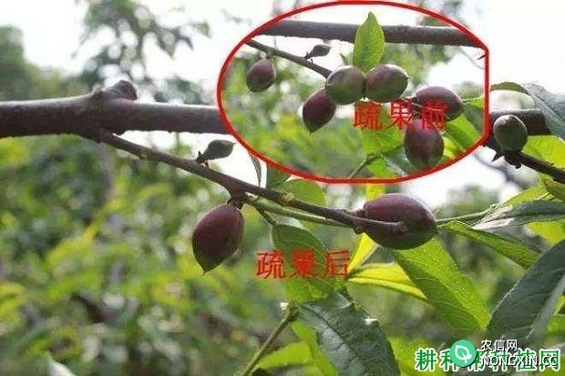 种植桃树为什么要疏花疏果 桃树如何疏花疏果