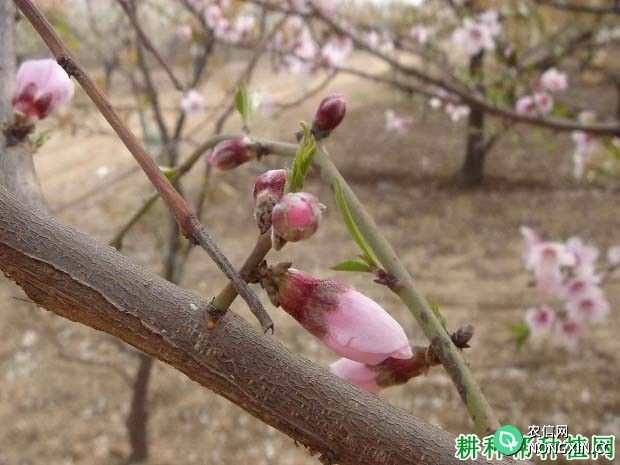 种植桃树为什么要疏花疏果 桃树如何疏花疏果