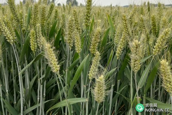 中国小麦的主要产区