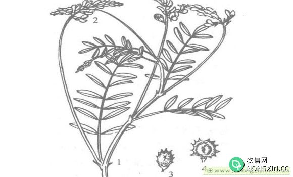 红豆草植物学特征及生态学特性
