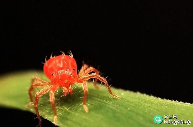 李子树如何防治山楂红蜘蛛附图片