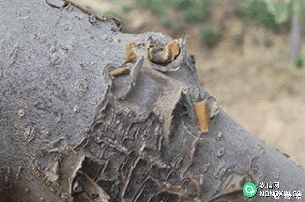 李子树如何防治山楂红蜘蛛附图片