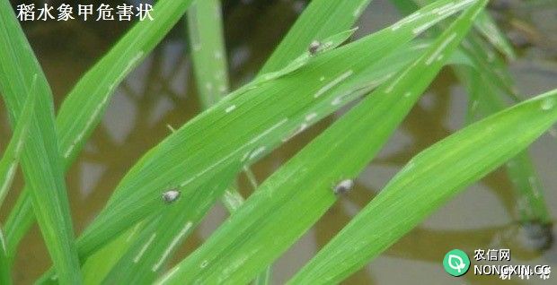 种植水稻如何防治稻水象甲