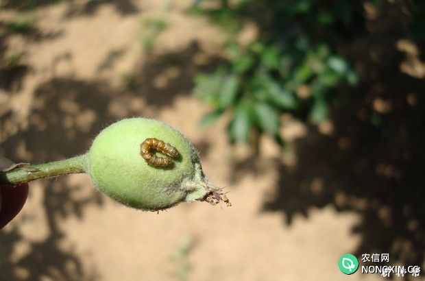 梨小食心虫对梨的危害有哪些 如何防治