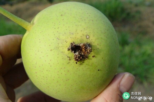 梨小食心虫对梨的危害有哪些 如何防治