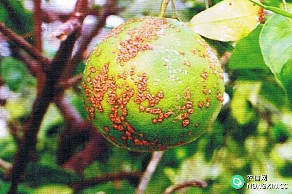 柑橘病虫害防治技术
