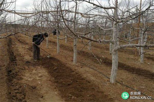 苹果树的肥水管理