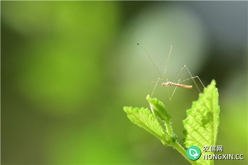 常见的驱蚊植物有哪些