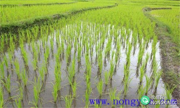 水稻旱育稀植浅插高产栽培技术
