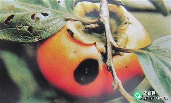 怎么防治柿子树炭疽病？