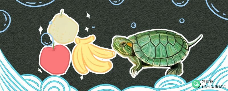 巴西龟可以吃黄瓜吗