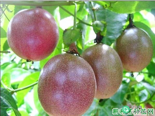 种植百香果前景怎么样 广西种百香果优势是什么