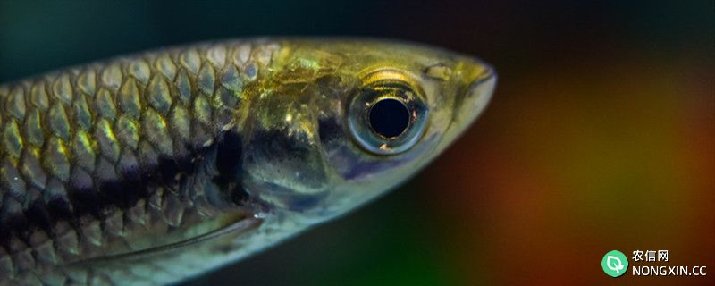 鱼缸有蛋白虫怎么办，鱼缸内蛋白虫如何治理