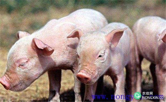 猪胃肠水肿病预防措施