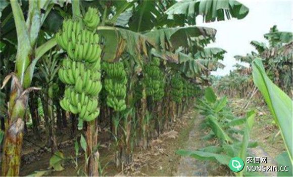 种植香蕉所需的气候条件