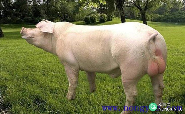种公猪的营养需要及饲料配制