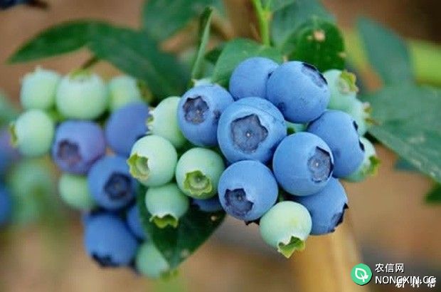 吃蓝莓的好处是什么