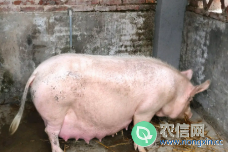 测母猪怀孕的土方法