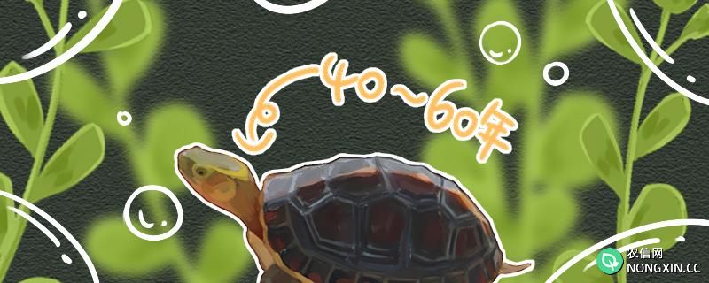 黄缘龟能活多久