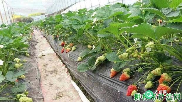 什么是草莓连作障碍 大棚草莓连作障碍如何克服