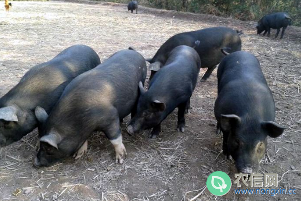湘西黑猪简介，产于湘西的优质黑猪品种(2)