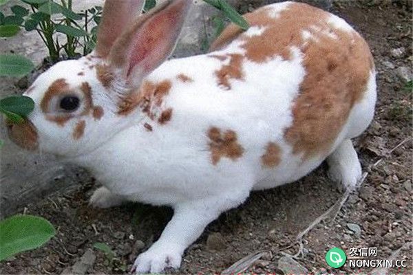 獭兔种公兔的饲养管理方法
