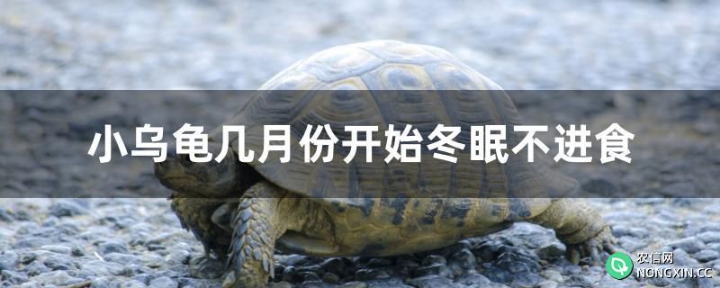 小乌龟几月份开始冬眠不进食