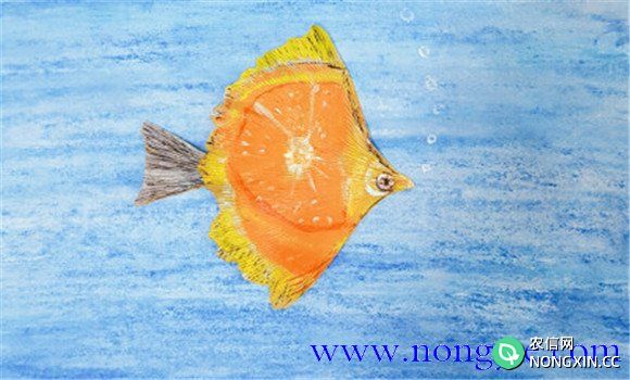 橘子鱼的形态特征