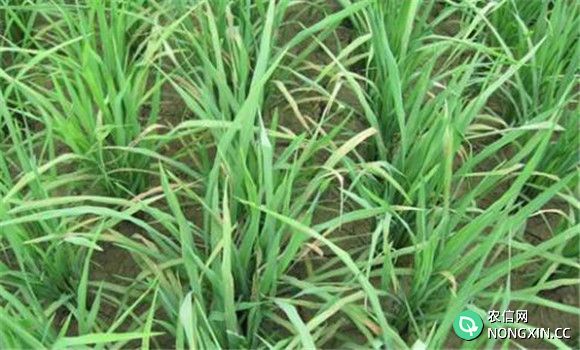 水稻烂秧病的防治措施