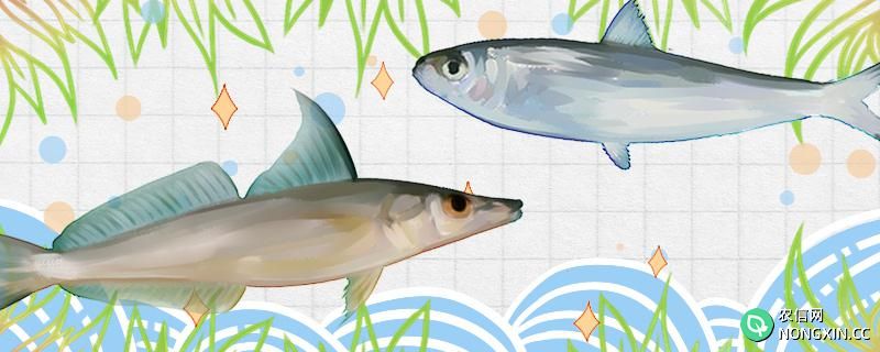 沙尖鱼是沙丁鱼吗，和沙丁鱼有什么区别