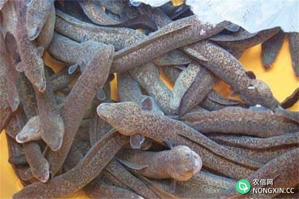 欧洲鳗鱼败血症症状及防治方法