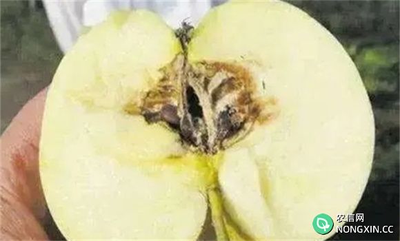 苹果霉心病的发病原因
