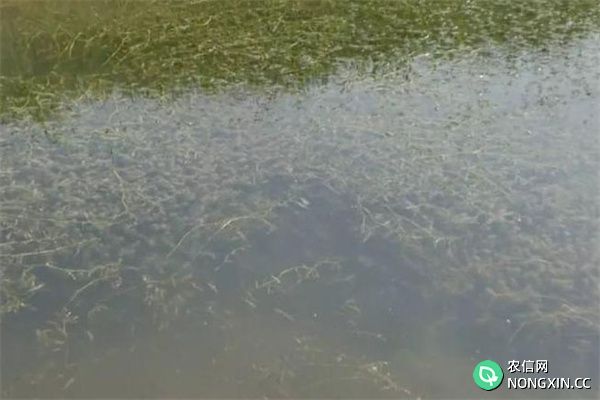 为什么养虾池中必须种植水生植物